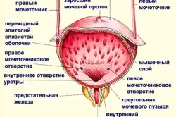 Відчуття повного сечового міхура (повного) Відчуття повного сечового міхура