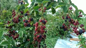Особливості розмноження ожини (ожини) Особливості розмноження ожини