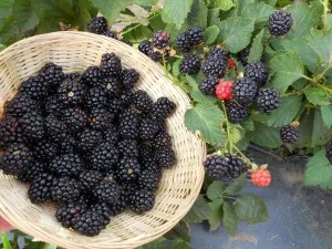 Особливості розмноження ожини (ожина) Особливості розмноження ожини