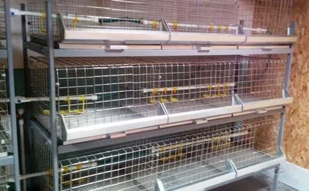 Основи і переваги вирощування бройлерів в клітинах (бройлерів) Основи і переваги вирощування бройлерів в клітинах