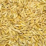 Вівсяний квас користь і особливості напою (особливості) Вівсяний квас користь і особливості напою