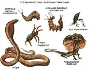 Відносний характер пристосувань