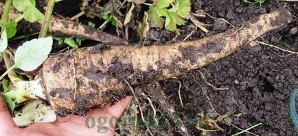 Овоч пастернак - особливості догляду, досвід вирощування (пастернак) Овоч пастернак - особливості догляду, досвід вирощування