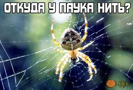 Звідки у павука нитка процес виробництва павутини і нитки павуками