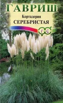Пампасная трава посадка і догляд, розмноження насінням кортадерии (розмноження) Пампасная трава посадка і догляд, розмноження насінням кортадерии