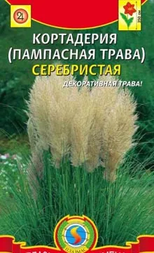 Пампасная трава посадка і догляд, розмноження насінням кортадерии (пампасная трава рожева) Пампасная трава посадка і догляд, розмноження насінням кортадерии