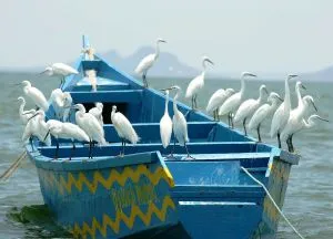Озеро вікторія, вікторія-Ньянза, Укереве