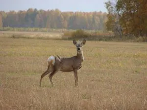 Полювання на козулю восени - фото і відео, вибір спорядження (вибір) Полювання на козулю восени - фото і відео, вибір спорядження