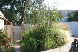 Пампасная трава посадка і догляд, розмноження насінням кортадерии (пампасная трава посадка) Пампасная трава посадка і догляд, розмноження насінням кортадерии