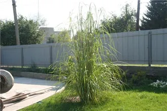 Пампасная трава посадка і догляд, розмноження насінням кортадерии (догляд) Пампасная трава посадка і догляд, розмноження насінням кортадерии