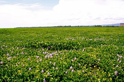Озеро вікторія в Африці