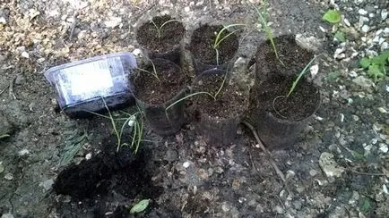 Пампасная трава посадка і догляд, розмноження насінням кортадерии (пампасная трава рожева) Пампасная трава посадка і догляд, розмноження насінням кортадерии