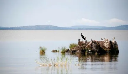 Озеро вікторія в Африці, на карті світу (озеро) Озеро вікторія в Африці, на карті світу