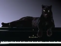 Перелом хребта у кота
