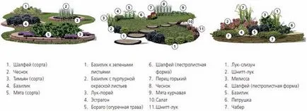 Перелік пряних трав для посадки на городі з описом і фото (городі) Перелік пряних трав для посадки на городі з описом і фото