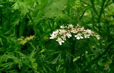 Перелік пряних трав для посадки на городі з описом і фото (входить сімейство зонтичних) Перелік пряних трав для посадки на городі з описом і фото