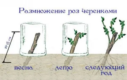 Плетиста троянда полька опис, вирощування, в декорі саду, відгуки розоводи, відео, фото (плетистая) Плетиста троянда полька опис, вирощування, в декорі саду, відгуки розоводи, відео, фото