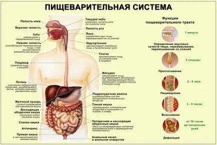 Харчування і травлення