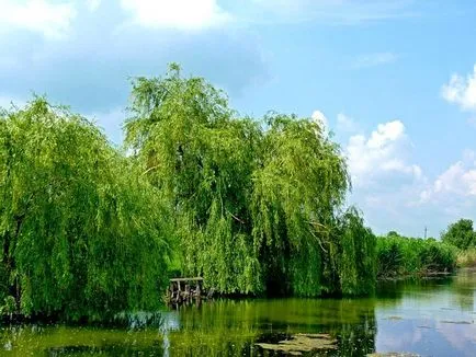 Плейкаст «- стояла чудова сосна -