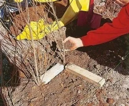 Планування дачної ділянки, варіанти планування дачної ділянки (ділянки) Планування дачної ділянки, варіанти планування дачної ділянки