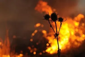 Чому влітку не труять кліщів (кліщів) Чому влітку не труять кліщів