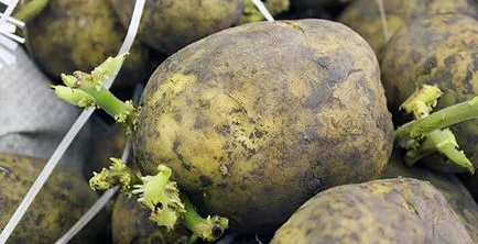 Поганий урожай картоплі причини і рішення - дачні (урожай) Поганий урожай картоплі причини і рішення - дачні