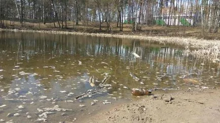 Чому гине риба новини Димитровград (Дімітровграда) Чому гине риба новини Дімітровграда