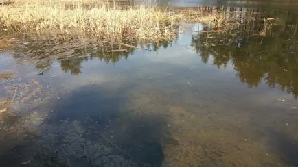 Чому гине риба новини Димитровград (Дімітровграда) Чому гине риба новини Дімітровграда