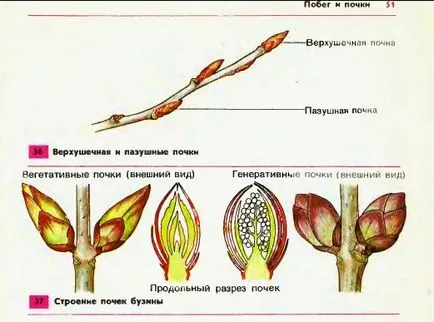 Втеча і нирки