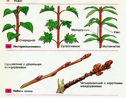Втеча і нирки