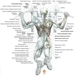 Підтягування - спорт портал, сайт для бодібілдерів, тренування з бодібілдингу, фітнес, здоров'я, (головні) Підтягування - спорт портал, сайт для бодібілдерів, тренування з бодібілдингу, фітнес, здоров'я,