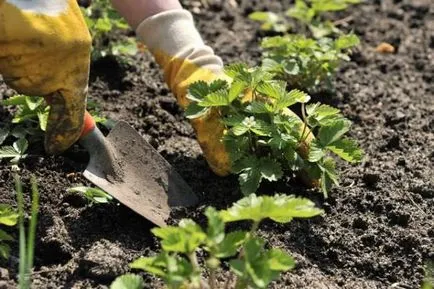 Чому жовтіє полуниця жовті ягоди, листя, визначення причин, лікування, профілактика, фото, відео (полуниця) Чому жовтіє полуниця жовті ягоди, листя, визначення причин, лікування, профілактика, фото, відео