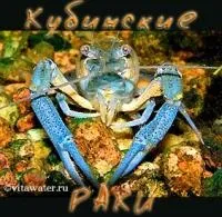 Їжа для лікарні, краса, рецепти