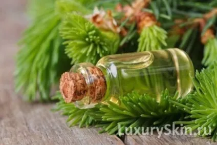 Ефірне масло їли, корисні властивості, застосування для особи, тіла і волосся масла ялинового горіха (застосування) Ефірне масло їли, корисні властивості, застосування для особи, тіла і волосся масла ялинового горіха