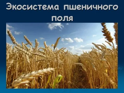 Екосистема пшеничного поля - презентація 68254-14 (презентація) Екосистема пшеничного поля - презентація 68254-14