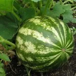 помідори лимонні