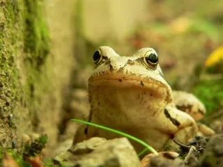 Корисні тварини для рослин саду і городу користь ящірок, їжаків, землерийок, жаб і жаб (корисні) Корисні тварини для рослин саду і городу користь ящірок, їжаків, землерийок, жаб і жаб