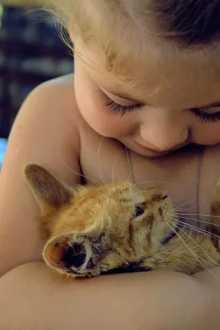 Користь і шкода від кішки в будинку, рудий кіт (кіт користь і шкода кішки в будинку лоток плюси затишок кішки) Користь і шкода від кішки в будинку, рудий кіт