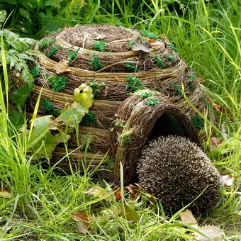 Корисні тварини для рослин саду і городу користь ящірок, їжаків, землерийок, жаб і жаб (рослин) Корисні тварини для рослин саду і городу користь ящірок, їжаків, землерийок, жаб і жаб