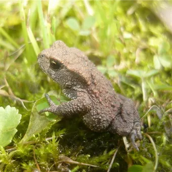 Корисні тварини для рослин саду і городу користь ящірок, їжаків, землерийок, жаб і жаб (саду) Корисні тварини для рослин саду і городу користь ящірок, їжаків, землерийок, жаб і жаб