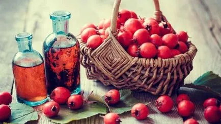 Користь глоду для організму людини (організму) Користь глоду для організму людини