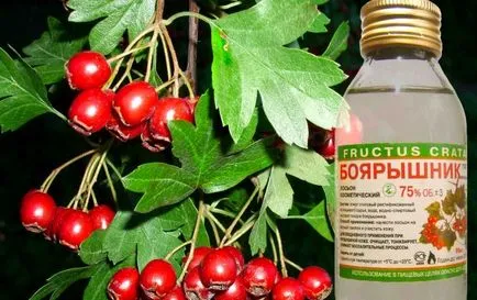 Користь глоду для організму людини (користь глоду) Користь глоду для організму людини