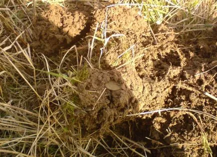 Пошук монет і скарбів з металошукачем, де шукати старовинні монети, народний копач (монет) Пошук монет і скарбів з металошукачем, де шукати старовинні монети, народний копач