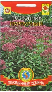 Посконник посадка і догляд у відкритому грунті, вирощування з насіння, розмноження сорту (посконник) Посконник посадка і догляд у відкритому грунті, вирощування з насіння, розмноження сорту