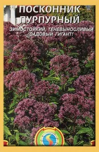 Посконник посадка і догляд у відкритому грунті, вирощування з насіння, розмноження сорту (догляд) Посконник посадка і догляд у відкритому грунті, вирощування з насіння, розмноження сорту