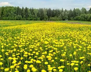 Порядок споруди на ділянці (паркан) Порядок споруди на ділянці