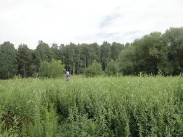 Посівні медоноси (медоноси) посівні медоноси