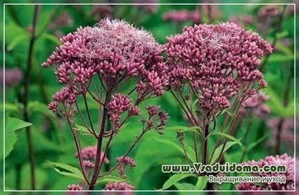 Посконник - посадка і догляд, фото і види, сайт про сад, дачі і кімнатних рослинах (посадка) Посконник - посадка і догляд, фото і види, сайт про сад, дачі і кімнатних рослинах