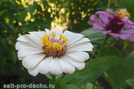Посадка і догляд за цініей у відкритому грунті фото і секрети агротехніки