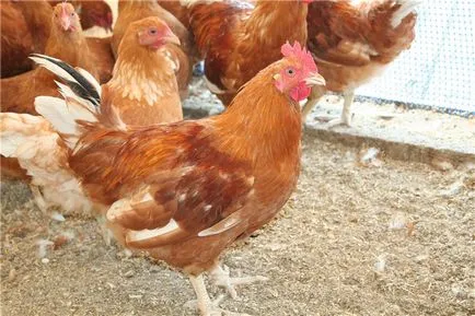 Породи курей м'ясо-яєчного напрямку з фото і описом (м'ясо-яєчного) Породи курей м'ясо-яєчного напрямку з фото і описом